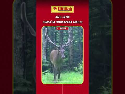 Kızıl Geyik Bursa'da fotokapana takıldı