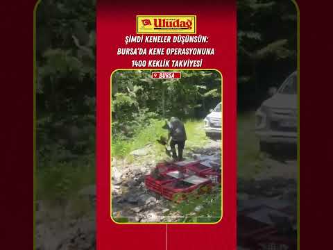 Kene operasyonu devam ediyor: Bursa'da 1400 keklik doğaya salındı #bursa #haber #kene #keklik