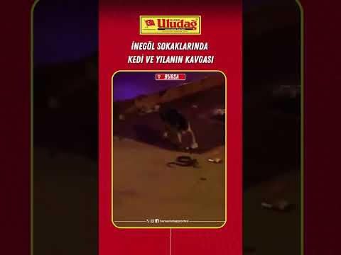 İnegöl sokaklarında kedi ve yılanın kavgası #inegöl #bursa #kedi