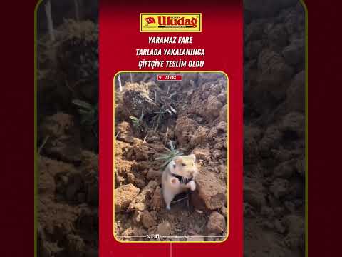 Tarlada yaramazlık yaparken yakalanan fare ellerini kaldırıp teslim oldu