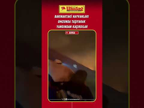Bursa'da vatandaşlar barınaktaki hayvanları yangından kaçırıyor #bursa #yangın