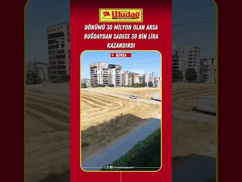 Dönümü 30 milyon lira eden arsa, buğdaydan sadece 39 bin lira kazandırdı #bursa #tarım