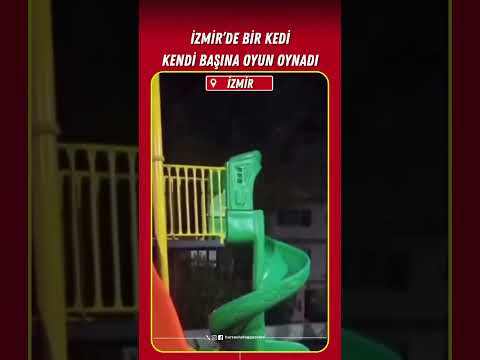 İzmir’de bir kedi kendi başına parkta oyun oynadı #izmir #kedi