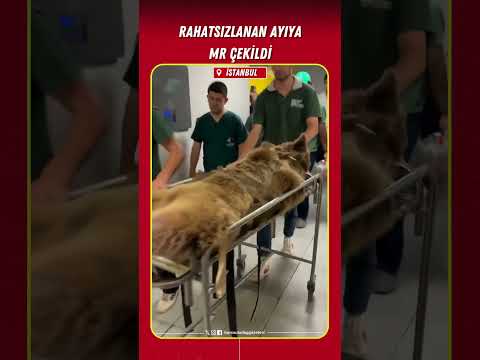 Rahatsızlanan ayıya MR çekildi
