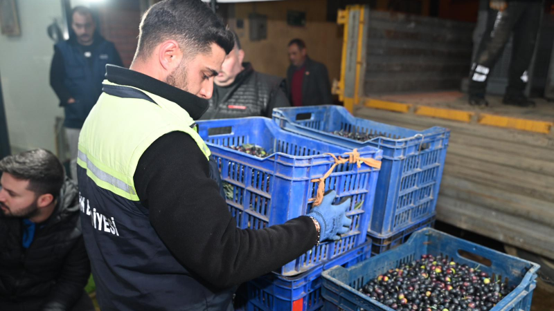 Gemlik Belediyesi üreticiden zeytin alımına başladı